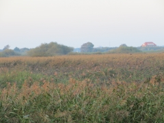 IMG_0130