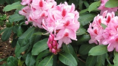 Sknelandene20100541_0