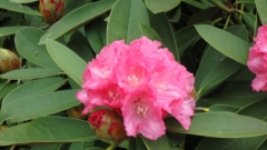 Sknelandene20100581_0