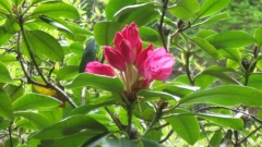 Sknelandene20100621_0